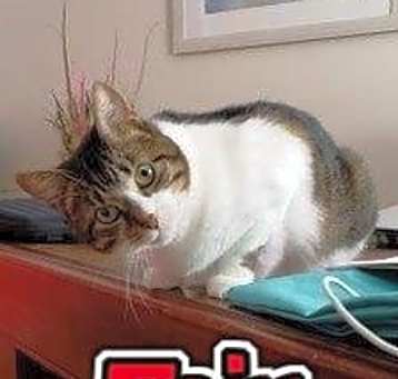 Photo of Fair the anti-cat cat