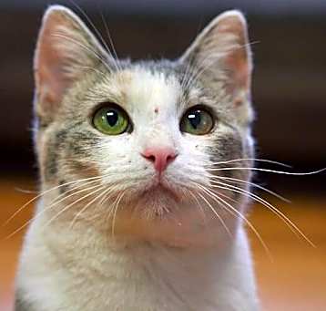 Photo of Snickers