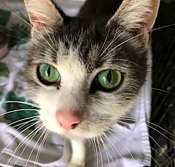 Photo of Roxanne