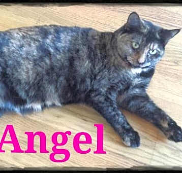 Photo of Angel (Courtesy Posting)