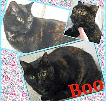 Photo of Boo (Courtesy Posting)