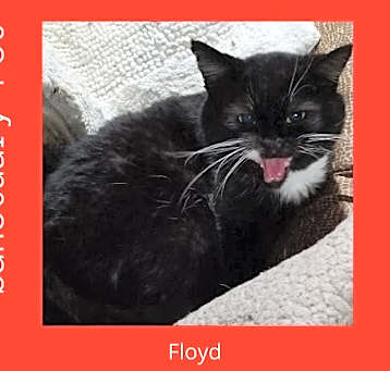 Photo of Floyd the Cellar Cat