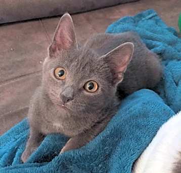 Photo of Rue