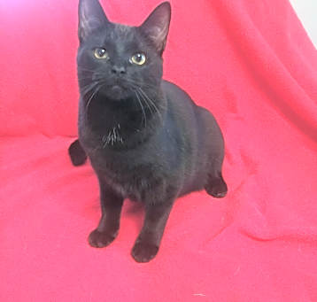 Photo of Midnight