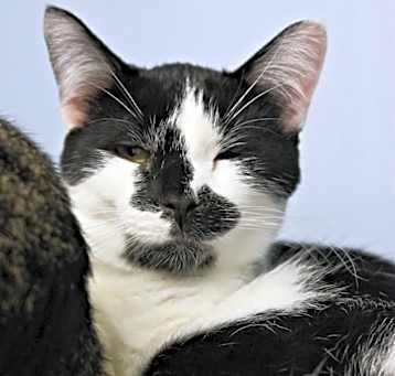 Photo of Gilligan