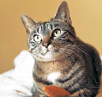Photo of Roca