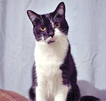 Photo of Primrose
