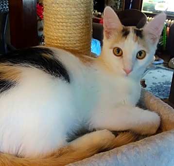 Photo of Amulet