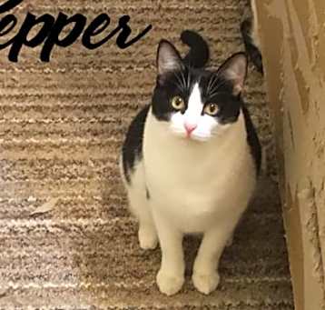 Photo of Pepper