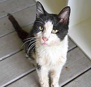 Photo of Oreo