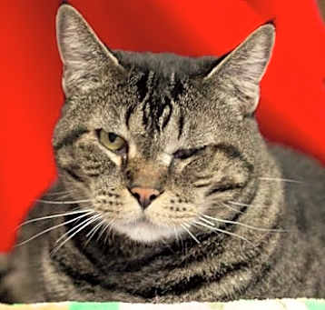 Photo of OLIVER