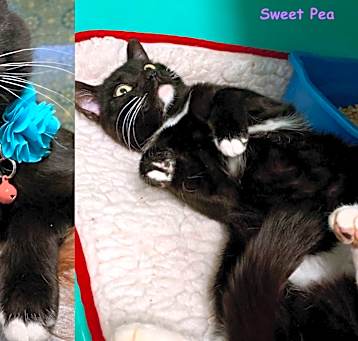Photo of SWEET PEA
