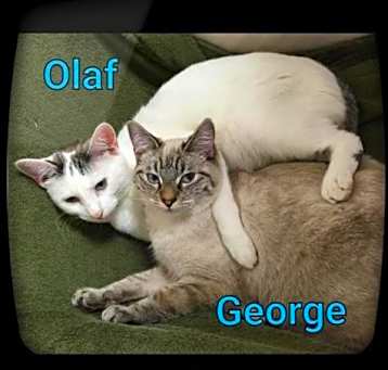 Photo of Olaf