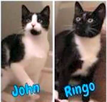 Photo of Ringo