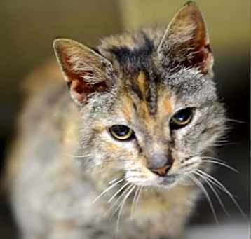 Photo of Diamond