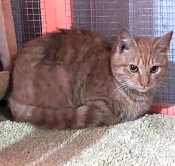 Photo of Waldorf