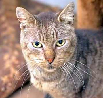 Photo of Tiger Bob