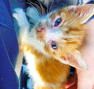 Photo of Oliver