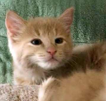 Photo of Pumpkin