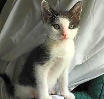 Photo of Newton