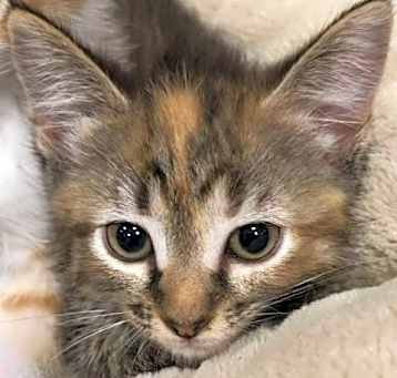 Photo of Comet