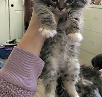 Photo of Potato