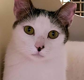 Photo of Buddy