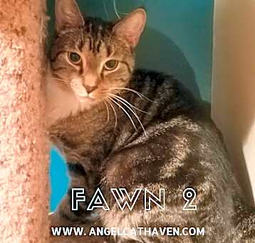 Photo of Fawn 2
