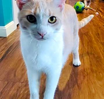 Photo of Opal
