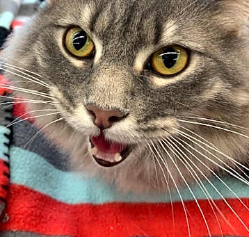 Photo of Puddles