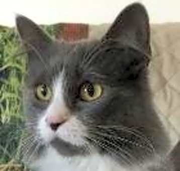 Photo of Morgan