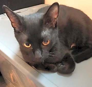 Photo of Luna