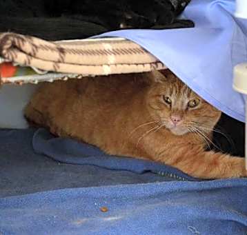 Photo of Dorito