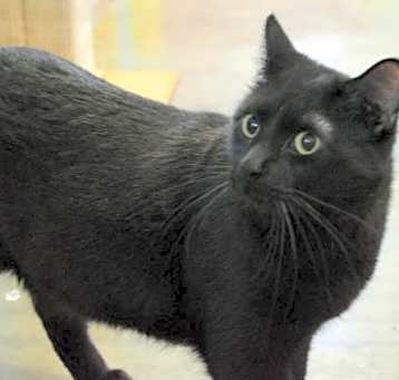 Photo of Gustav