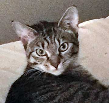 Photo of Ovi