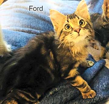 Photo of Ford