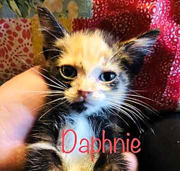 Photo of Daphnie