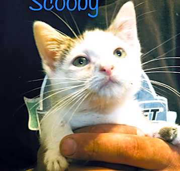 Photo of Scooby