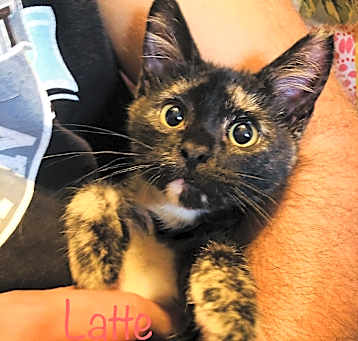 Photo of Latte