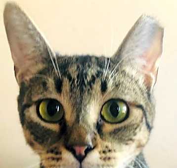 Photo of ANIKA