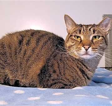 Photo of Skipper