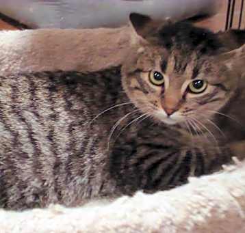 Photo of Zorro