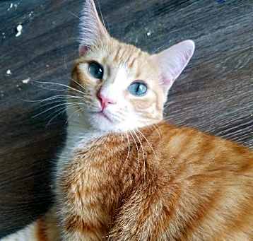 Photo of Copper
