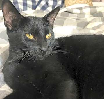 Photo of Pearl