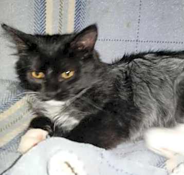 Photo of Darius  x