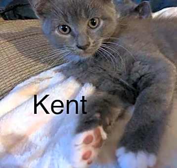Photo of Kent