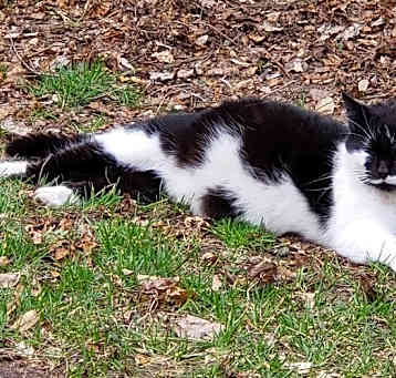 Photo of Kitty x