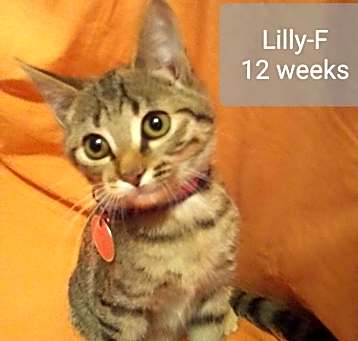 Photo of Lilly
