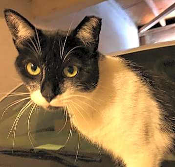 Photo of Mama Kitty