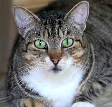 Photo of Phoebe